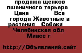 продажа щенков пшеничного терьера › Цена ­ 35 000 - Все города Животные и растения » Собаки   . Челябинская обл.,Миасс г.